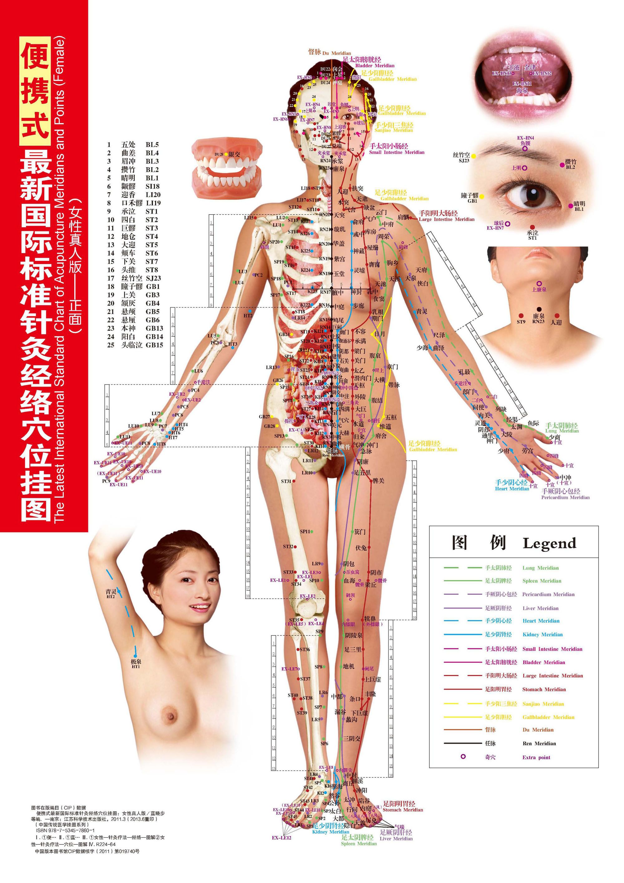 便携式最新国际标准针灸经络穴位挂图