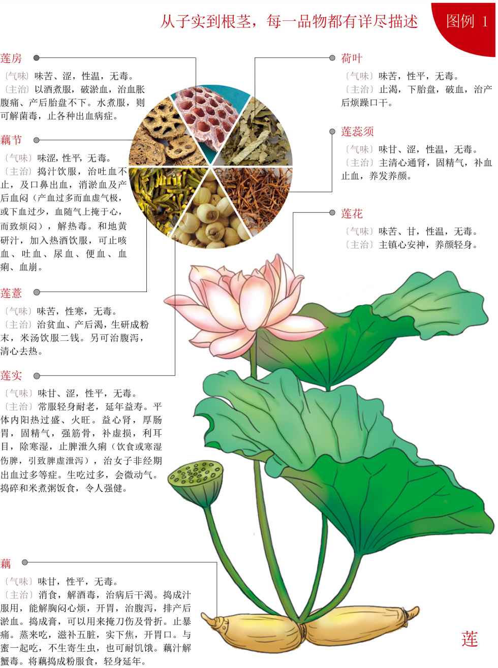 本草纲目
